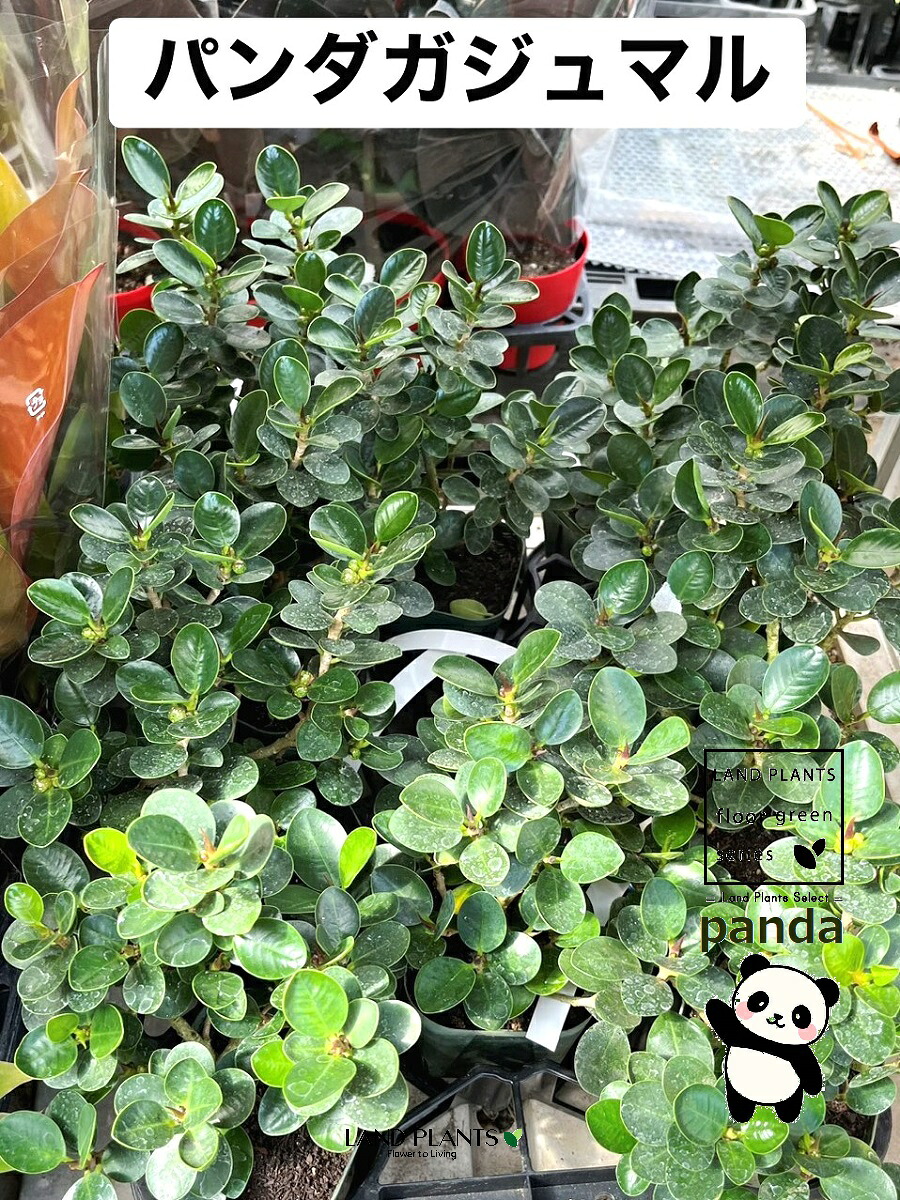今季注目 最短翌日お届け MH5O2X5J5BG [MH5O2X5J5BG]