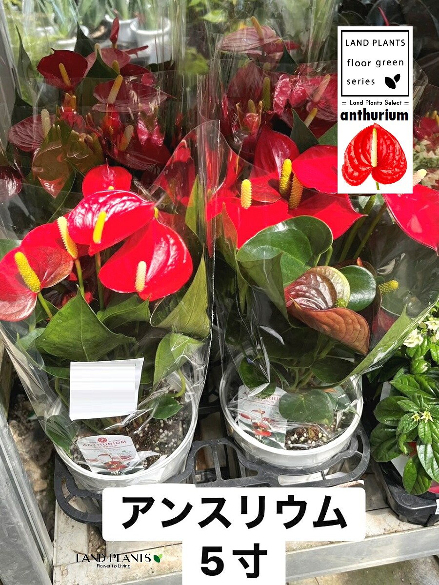 [本日発送 ] MN4S1AIJPWZ (MN4S1AIJPWZ)