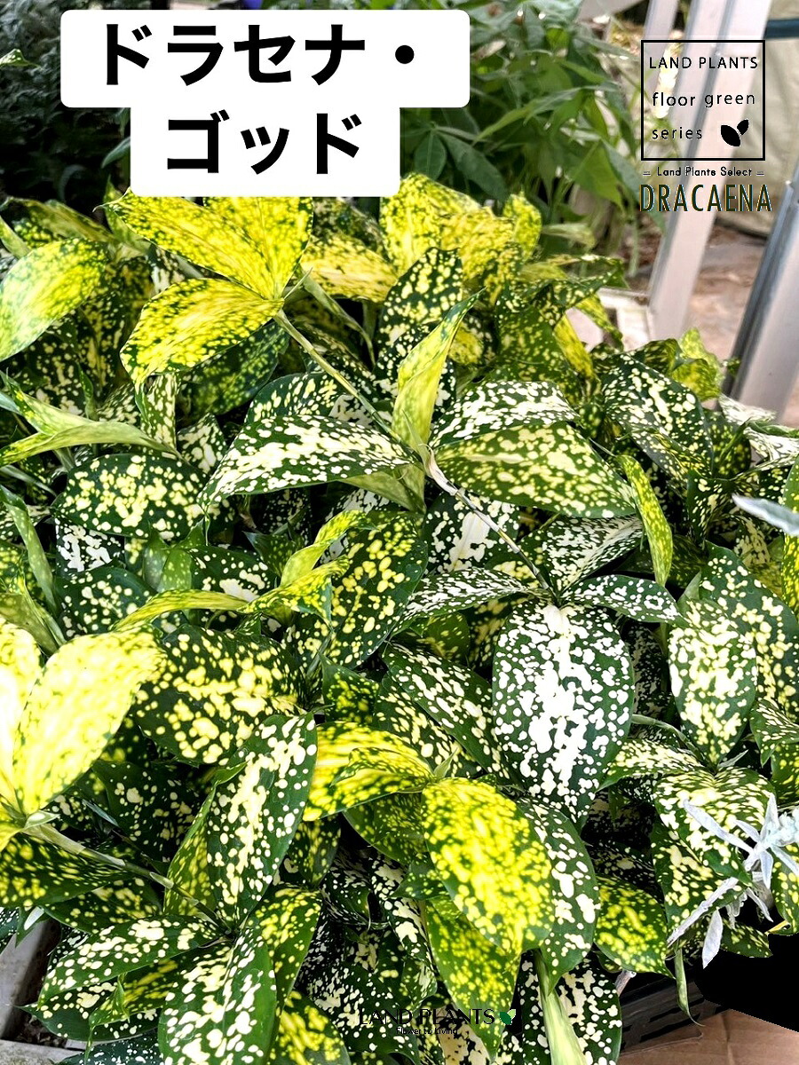 リピート多数 MK5NO98YAAR 型番:MK5NO98YAAR
