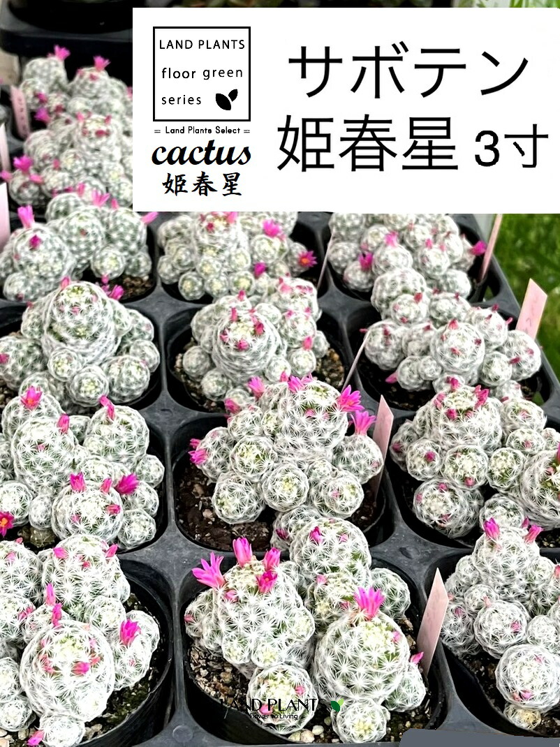 【入れもの売りわたす：24入】 カクタス （マミラリア：姫春星）  群生株 3号 可塑性物質苗 24鉢 マミラリア春姫星 Mammillaria humboldtii var.caespitosa