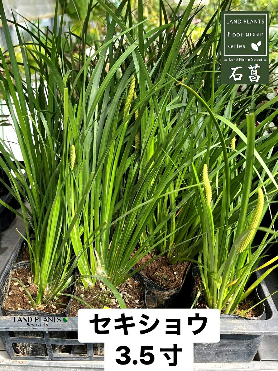 MHG8BHUJAWN 型番:MHG8BHUJAWN