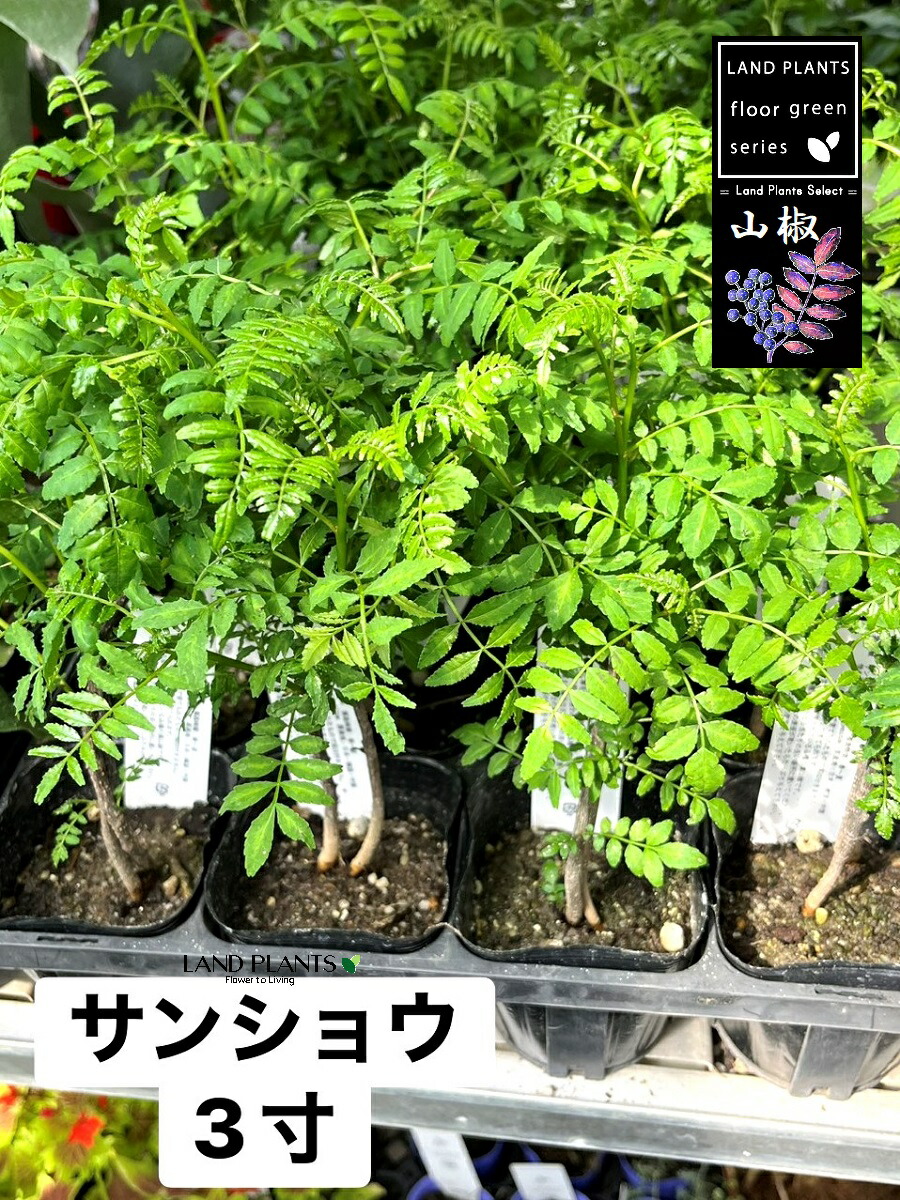【容れもの売りわたす：24入】 山椒（サンショウ） 3号 ポット苗 1鉢 サンショウ苗 山椒の木 サンショウの木 サンショ 木の芽 キノメ 生姜 葉サンショウ 葉山椒 調味料 夢見鳥のエサ 夢見鳥 Zanthoxylum piperitum