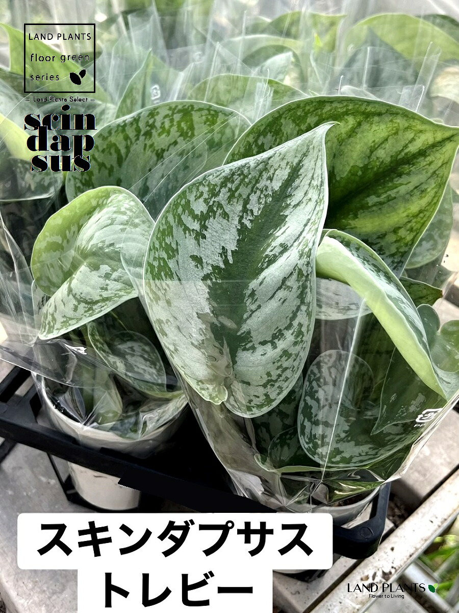 スキンダプサス（トレビ―） 3.5号 可塑性物質鉢 1鉢 スキンダプサストレビー Scindapsus pictus\u0027Trebie\u0027