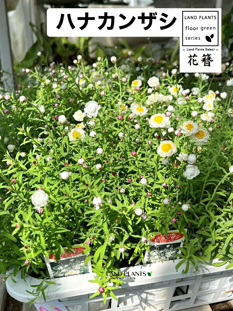 【入れもの売りわたす：20入】 ハナカンザシ（花簪：花かんざし） 3.5寸 ポット苗 20鉢菊 秋草の花 マム ローダンテ アンテモイデス Rhodanthe anthemoides
