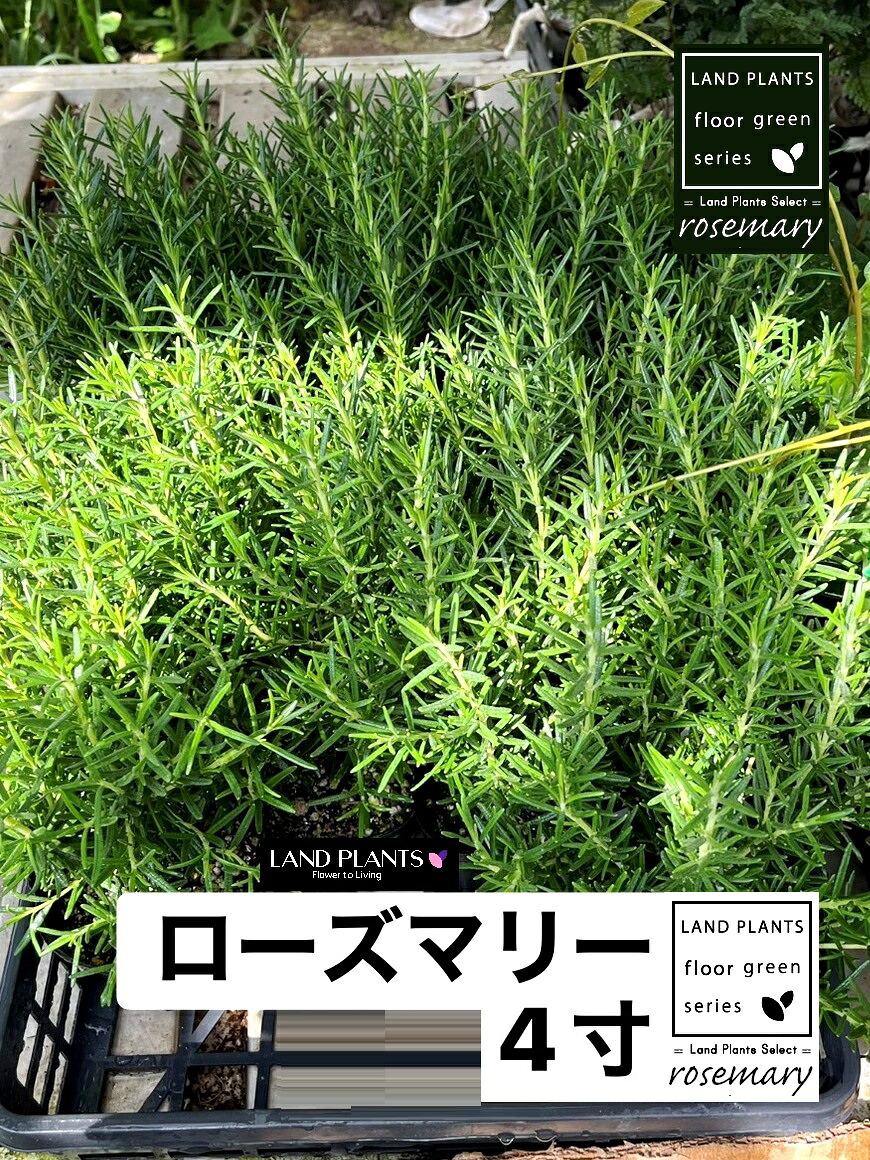 【入れもの売りわたす：20入】 ローズマリー 3.5号 ポット苗 20鉢 薬草 ハーヴ 薬草苗 ローズマリーマリンブルー マンネンロウ 迷迭香 Salvia rosmarinus rosemary