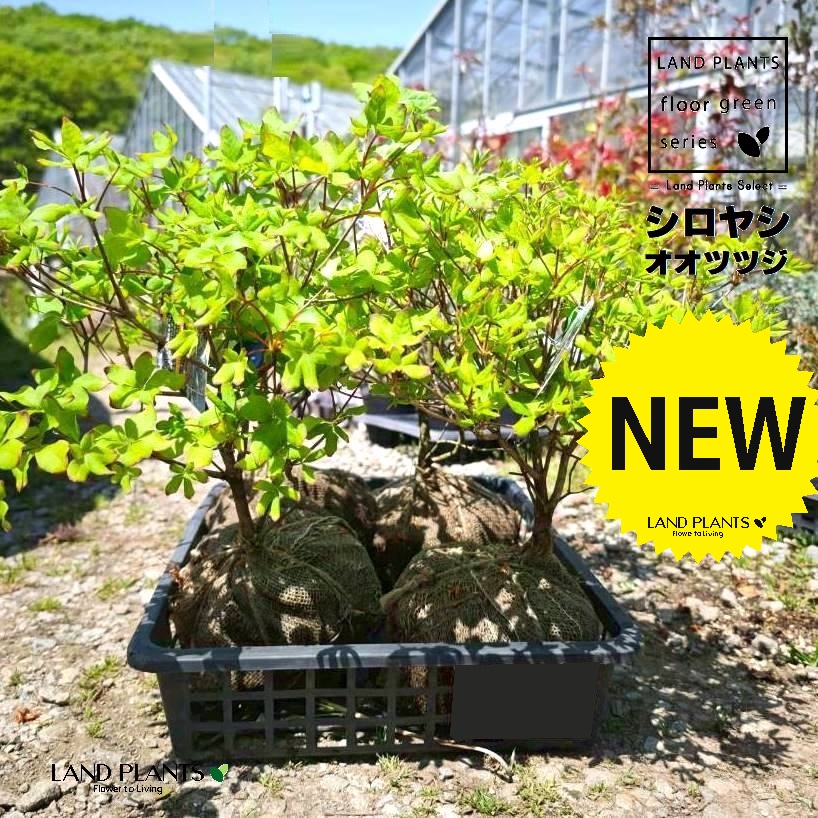 【入れもの売りわたす：5入】 シロヤシオツツジ（白八汐躑躅） 7号 根一巻き 5鉢 ヤシオツツジ 八汐ツツジ 躑躅 Rhododendron quinquefolium