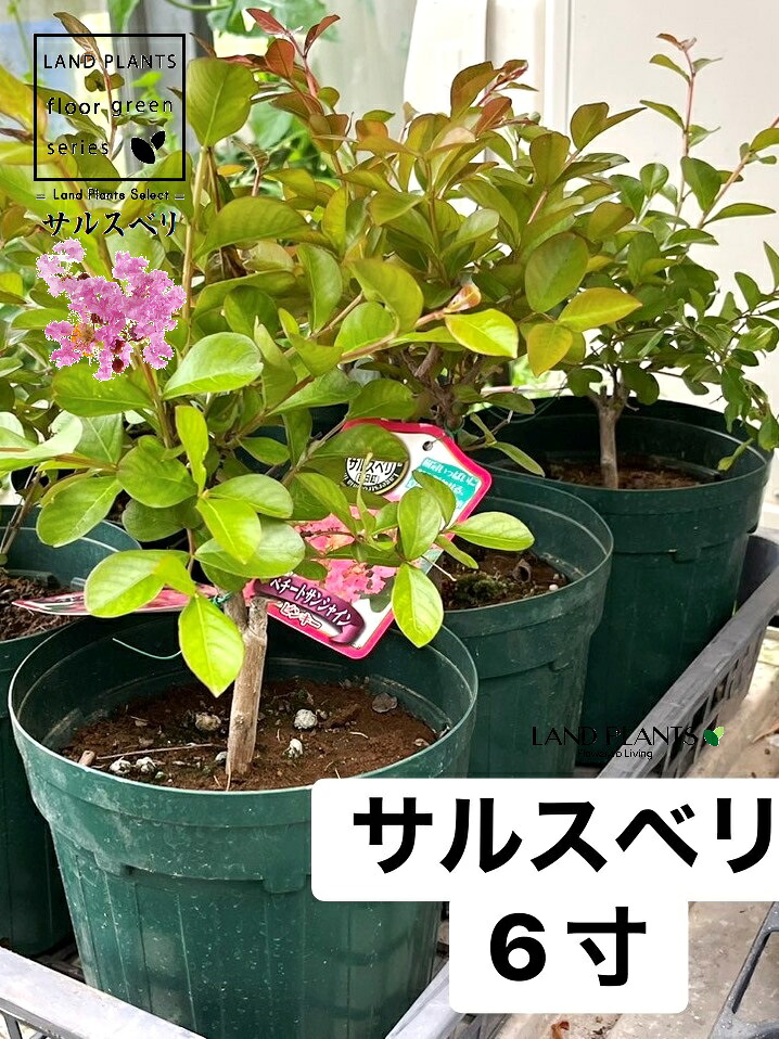 【入れもの売りわたす：6入】 百日紅（背の小っちゃい苗：亜種おまかせ） 6号 可塑性物質苗 6鉢 サルスベリ 猿滑 紫薇 ヒャクジツコウ Lagerstroemia indica Crape-myrtle