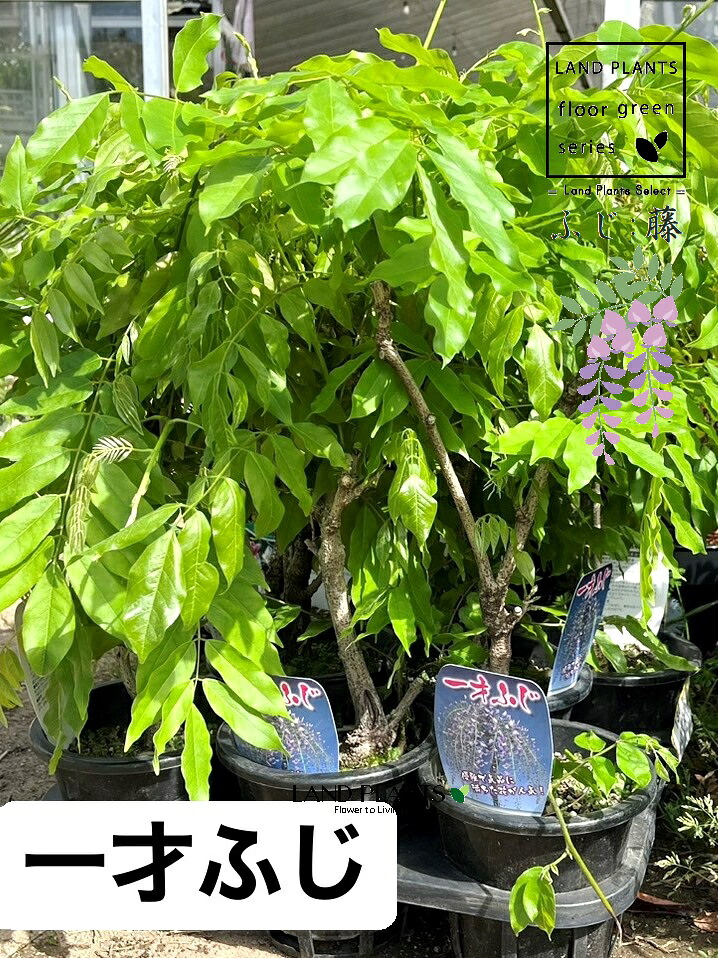 【入れもの売りわたす：6入】 藤（一才ふじ） 5号 可塑性物質苗 6鉢 イッサイフジ 一才藤 ノダフジ 田んぼ藤 フジノキ 藤の木 藤棚 藤木 藤の花 フジの花 Wisteria floribunda