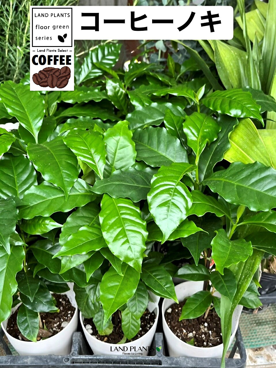 【ケース販売：15入】 コーヒーの木（コーヒーノキ） 4号 白色 プラスチック鉢 15鉢 珈琲 coffee コーヒー コーヒーの木 C. arabica L.｜LAND PLANTS 店