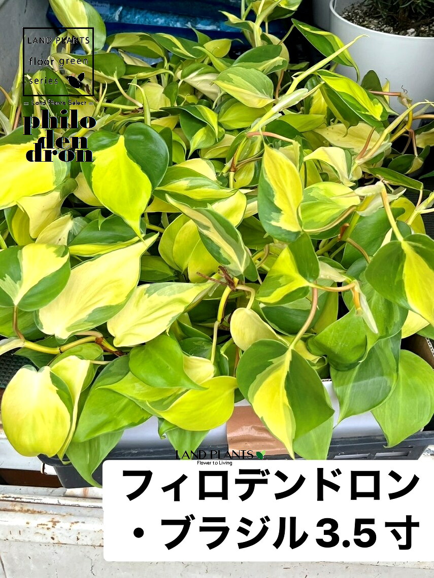 圧倒的人気 最短翌日お届け  【MMUF0EAQYYS】 限定デザイン