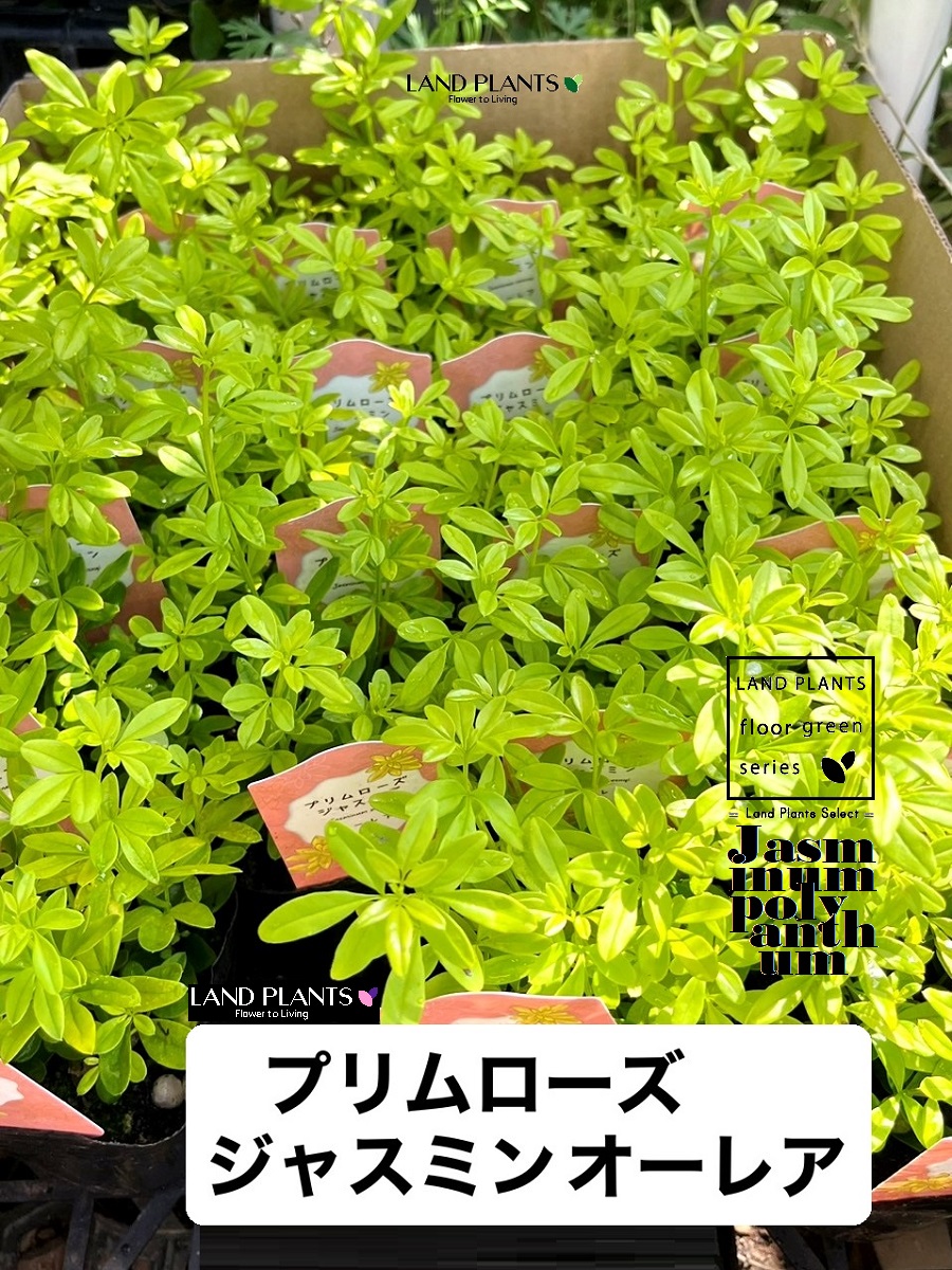 大人気  【MVBQSO4E6OF】 限定デザイン