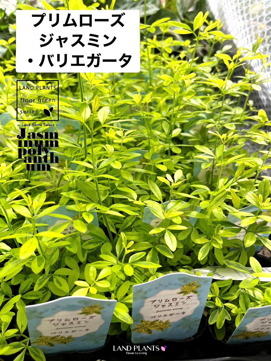 大人気 M445UUVJ8YO [M445UUVJ8YO]