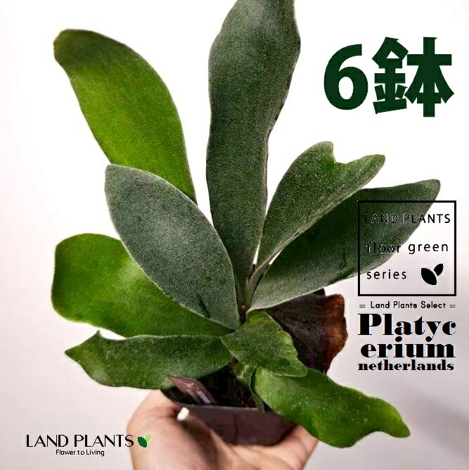 蚊食い鳥幽客（ネザーランド） 3.5号 可塑性物質苗 （6鉢） 麋角歯朶 歯朶 歯朶 歯朶草木 ビカクシダ 鹿角歯朶 プラティケリウム Platycerium netherlands 花・ガーデン・DIY-観葉植物-花・観葉植物