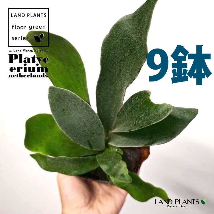 蚊食い鳥幽客（ネザーランド） 3.5号 可塑性物質苗 （9鉢） 麋角歯朶 歯朶 羊歯 羊歯草木 ビカクシダ 鹿角歯朶 プラティケリウム Platycerium netherlands