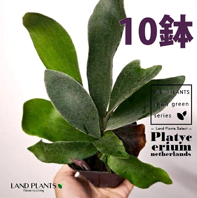 蚊食い鳥幽客（ネザーランド） 3.5号 可塑性物質苗 （10鉢） 麋角歯朶 歯朶 歯朶 歯朶草木 ビカクシダ 鹿角歯朶 プラティケリウム Platycerium netherlands