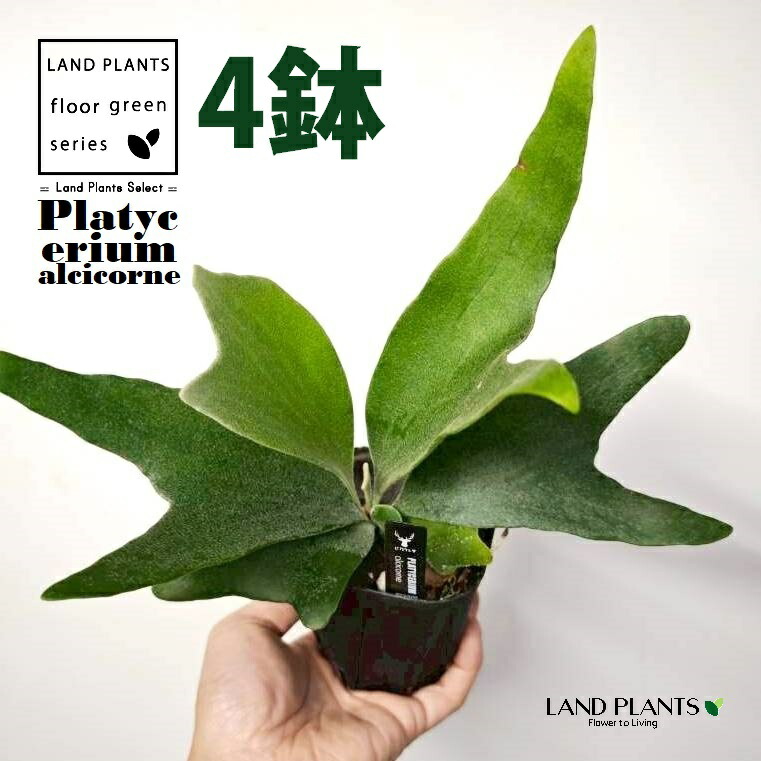 蚊食い鳥幽客（アルシコルネ） 3.5号 可塑性物質苗 （4鉢） 麋角歯朶 歯朶 歯朶 歯朶草木 ビカクシダ 鹿角歯朶 プラティケリウム Platycerium alcicorne 花・観葉植物-花・ガーデン・DIY
