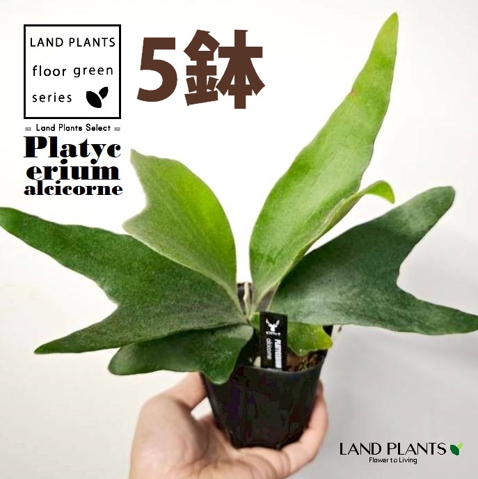 蚊食い鳥幽客（アルシコルネ） 3.5号 可塑性物質苗 （5鉢） 麋角歯朶 歯朶 歯朶 歯朶草木 ビカクシダ 鹿角歯朶 プラティケリウム Platycerium alcicorne 花・ガーデン・DIY-観葉植物