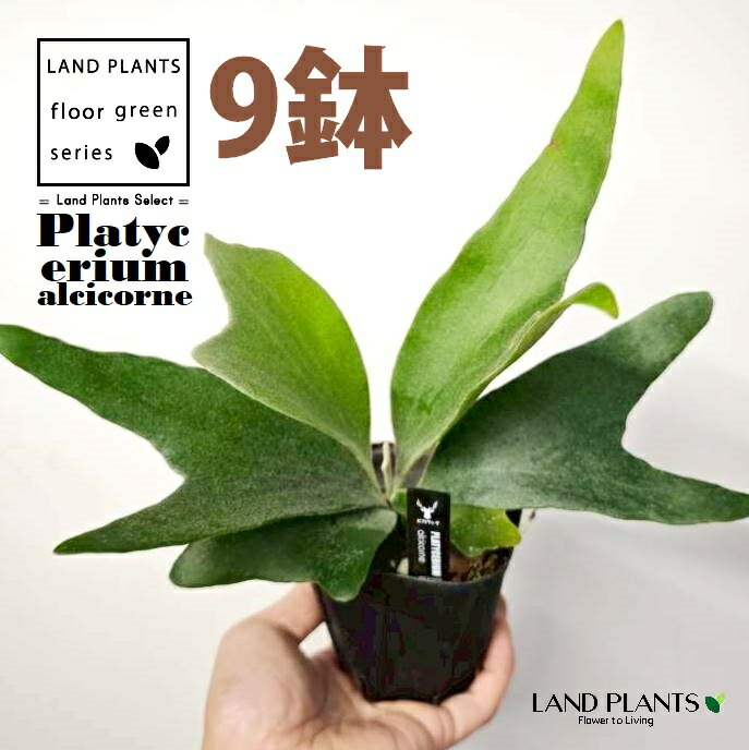 蚊食い鳥幽客（アルシコルネ） 3.5号 可塑性物質苗 （9鉢） 麋角歯朶 歯朶 羊歯 羊歯草木 ビカクシダ 鹿角歯朶 プラティケリウム Platycerium alcicorne