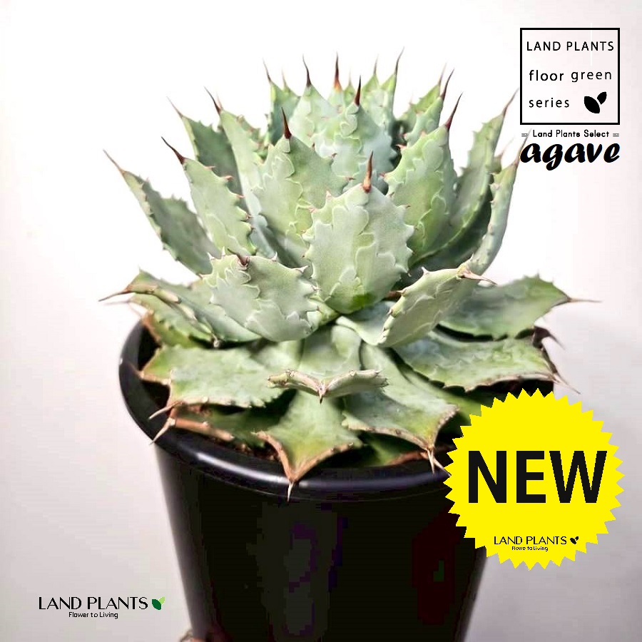 アガベ（雷神：ライジン） 8号 黒色 プラスチック苗 1鉢 agave｜LAND PLANTS 店 14,600円