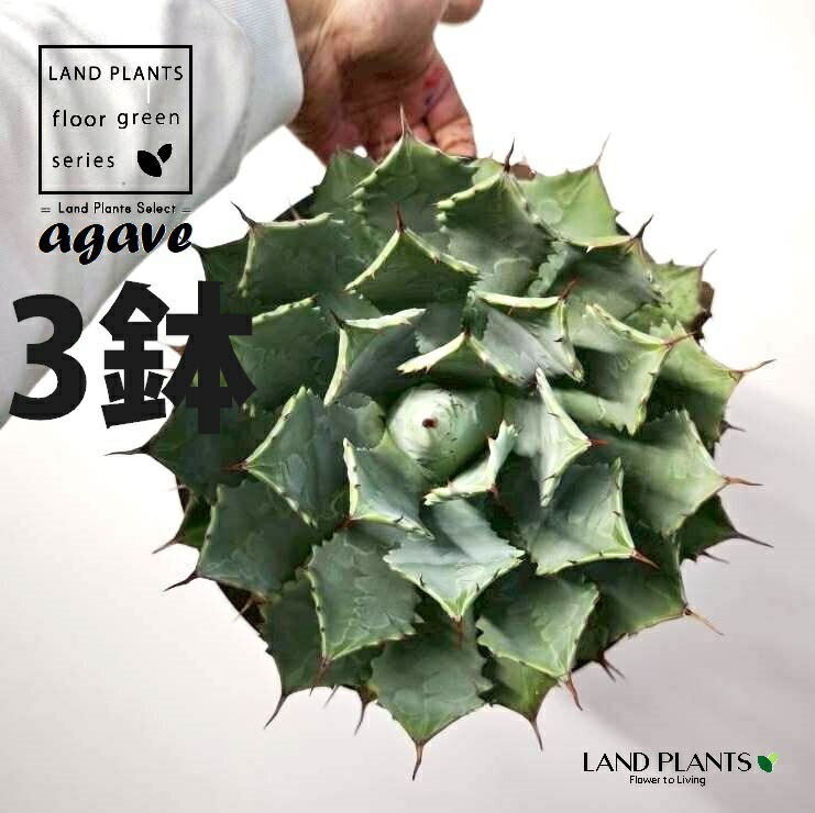 アガベ(ライジン:雷神) 8号 黒色 プラスチック苗 (3鉢) agave|LAND PLANTS 店