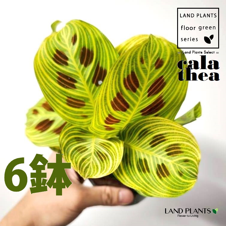 カラテア・マランタ（ライトベインズ） 3.5号 ポット苗（6鉢） カラテアマランタライトベインズ calathea