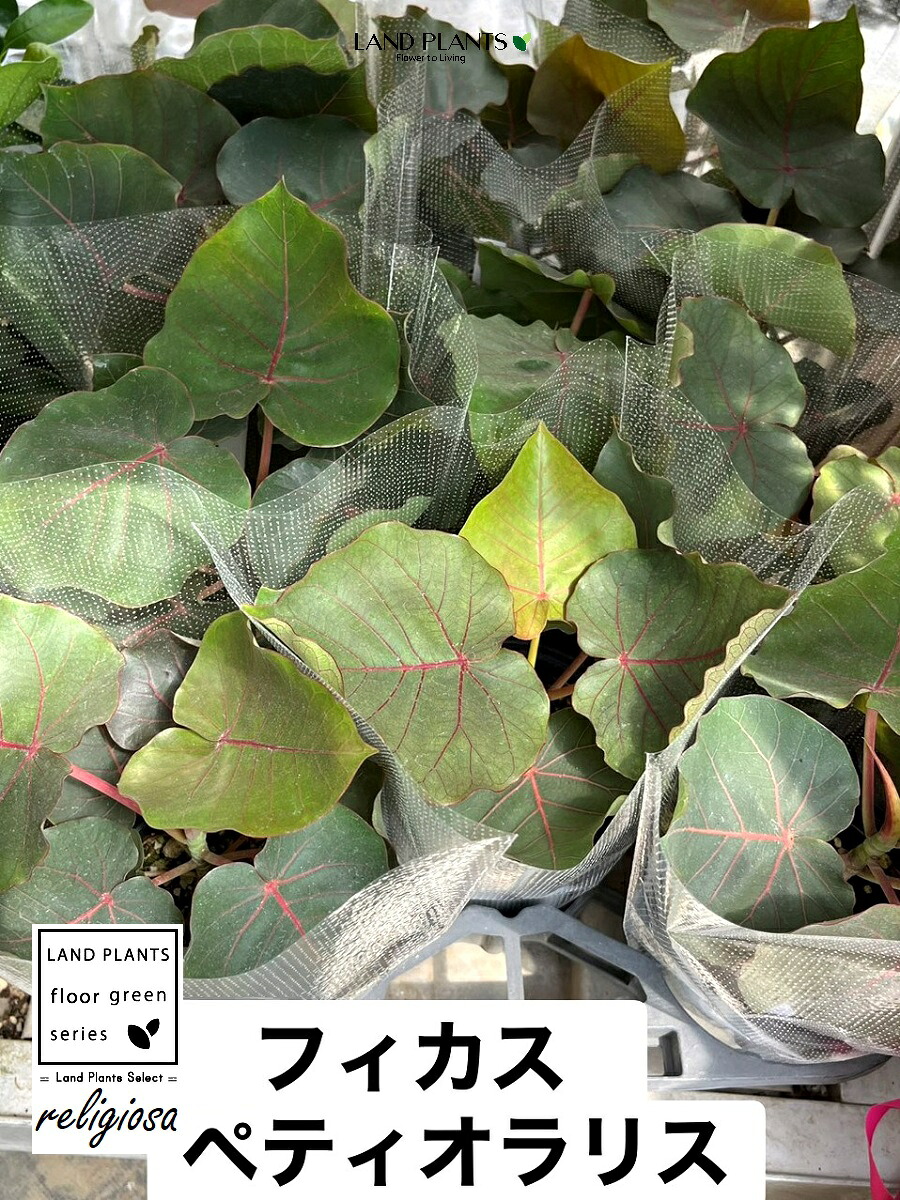 【ケース販売：11入】 フィカス（ペティオラリス） 4号 黒色 プラスチック鉢 11鉢 【バークチップ】 赤ウンべ 赤ウンベラータ フィカスペティオラリス プラ鉢 苗 苗木 黒 ブラック 丸 4寸 12cm 観葉植物 植物｜LAND PLANTS 店 16,410円