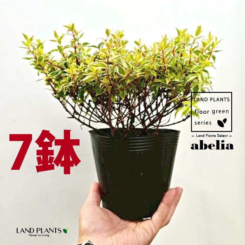 アベリア （ラディアンス） 5号 ポット苗（7鉢） 外構 外構工事 植栽 職召しかかえるあずま屋 アベリアラディアンス ハナツクバネウツギ ハナゾノツクバネウツギ Abelia × grandiflora