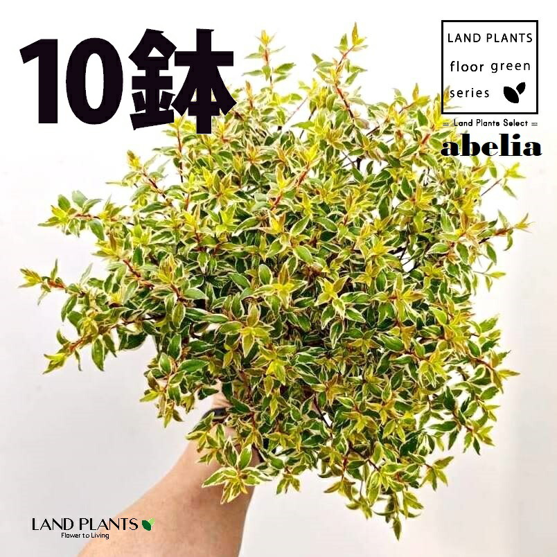 アベリア （ラディアンス） 5号 ポット苗（10鉢） 外構 外構工事 植栽 職やとい入れるあずま屋 アベリアラディアンス ハナツクバネウツギ ハナゾノツクバネウツギ Abelia × grandiflora