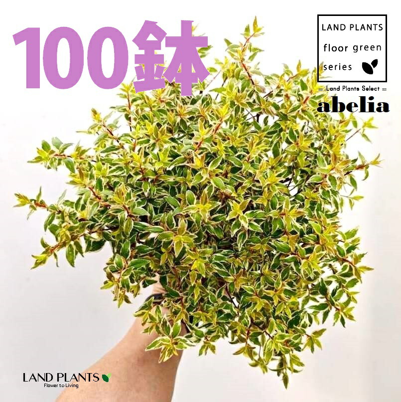 アベリア （ラディアンス） 5号 ポット苗（100鉢） 外構 外構工事 植栽 職召しかかえるあずま屋 アベリアラディアンス ハナツクバネウツギ ハナゾノツクバネウツギ Abelia × grandiflora