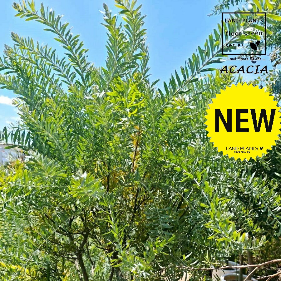 【大型】 アカシア(ブルーブッシュ) 12号 プラスチック苗 1鉢 黄色の花 ビロードの葉 金合歓 Acacia|LAND PLANTS 店