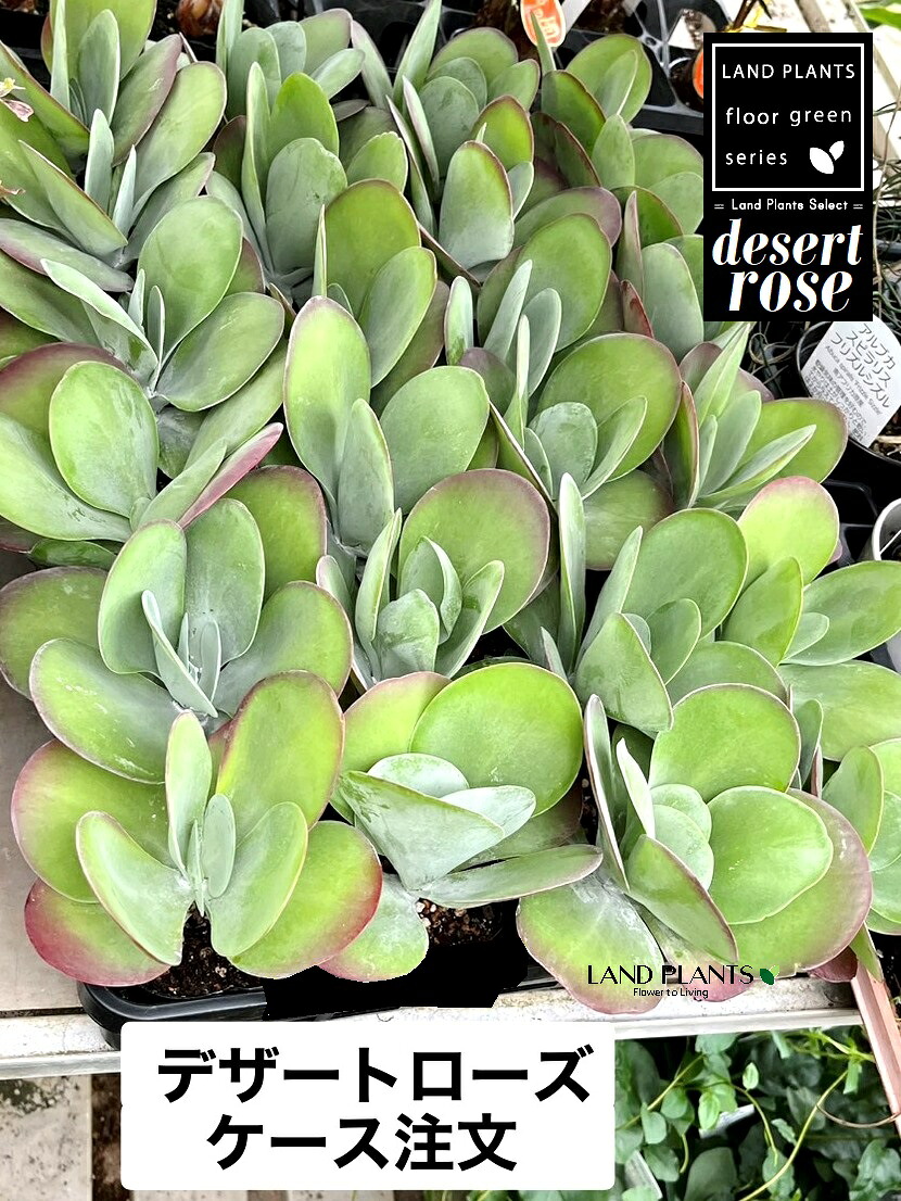 【ケース販売：20入】 多肉植物（デザートローズ） 3.5号 ポット苗 20鉢 カランコエ Kalanchoe thyrsiflora 'Desert Rose'｜LAND PLANTS 店
