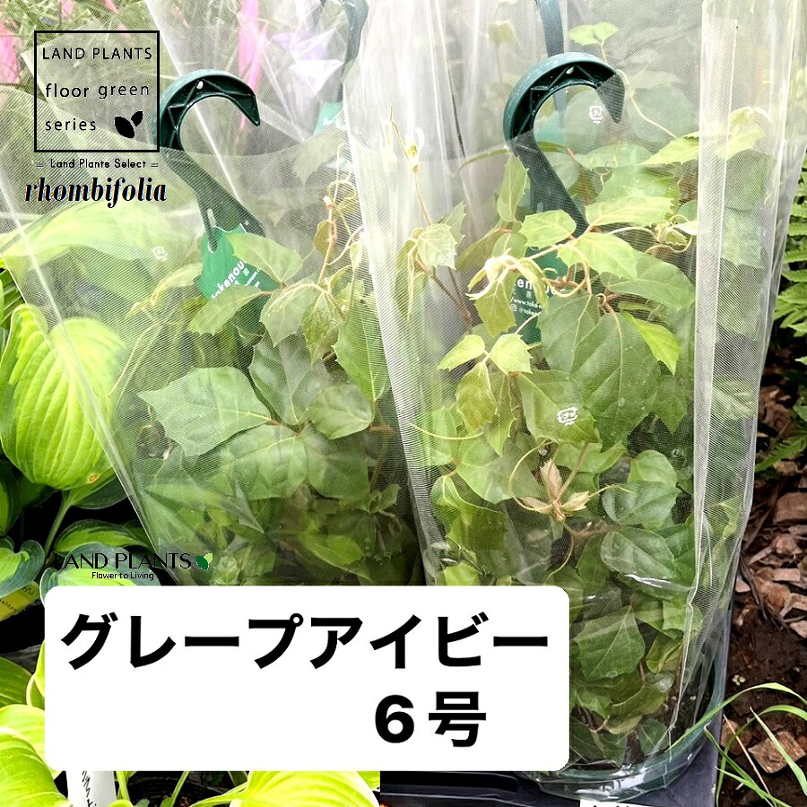 【ケース販売：6入】 シッサス・ロンビフォリア（グレープアイビー） 6号 吊り鉢 プラスチック鉢 6鉢Cissus rhombifolia｜LAND PLANTS 店