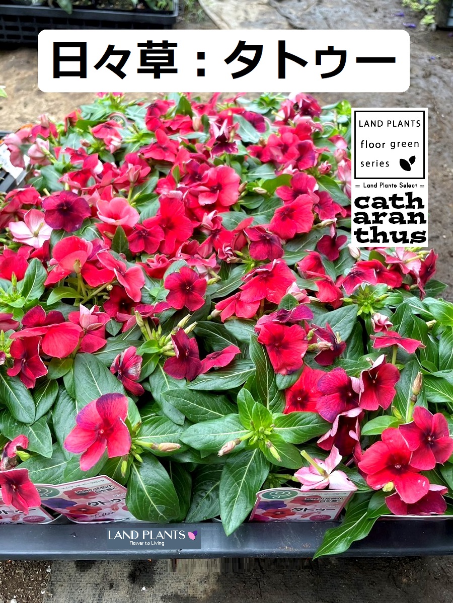 【ケース販売：24入】 日々草・ニチニチソウ（タトゥー：ビンカ） 3号 ポット苗 24鉢 Catharanthus roseus Madagascar periwinkle｜LAND PLANTS 店