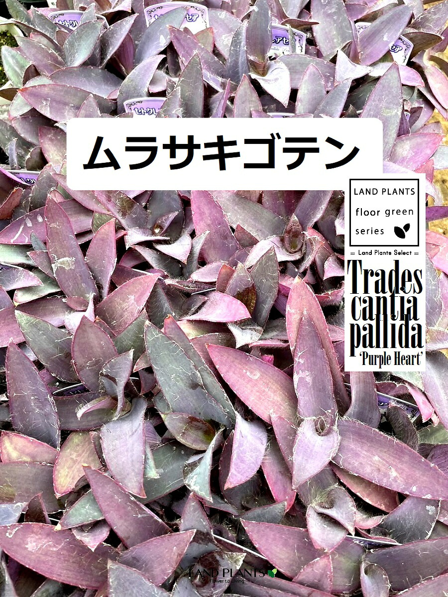 【ケース販売：20入】 ムラサキゴテン（紫御殿） 3.5号 ポット苗 20鉢 セトクレアセア パープル ハート パープルハート ツユクサ ムラサキツユクサ トラディスカンチア Tradescantia pallida &lsquo;Purple Heart&rsquo;｜LAND PLANTS 店