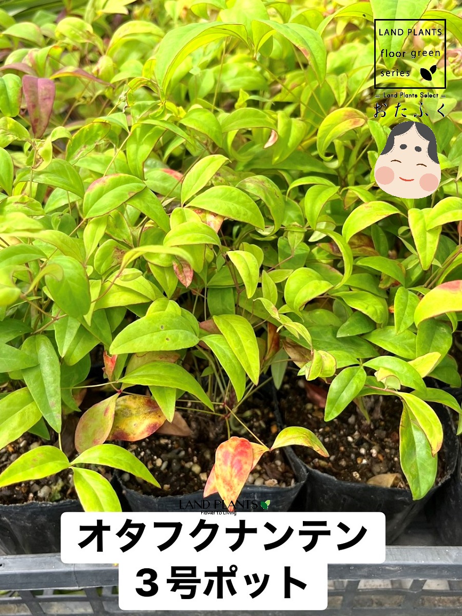 【ケース販売：24入】 オタフクナンテン（南天） 3号 ポット苗 24鉢 お多福南天 オタフク南天 ゴシキナンテン 五色南天 Nandina domestica｜LAND PLANTS 店