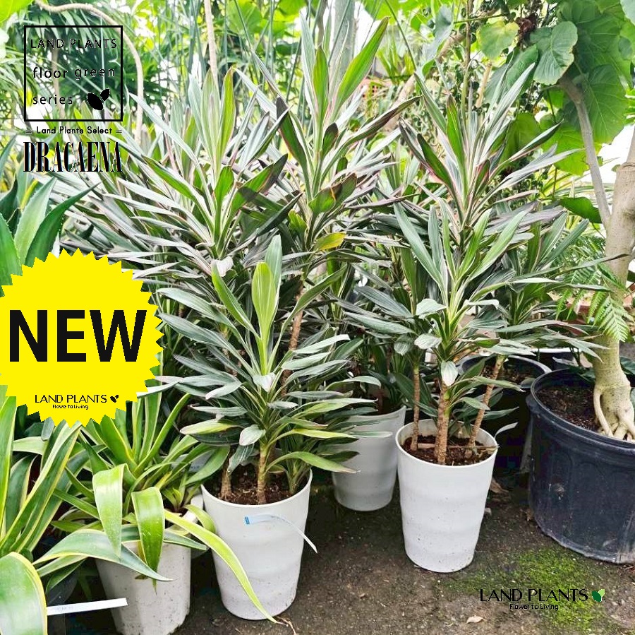 ドラセナ（サンゴ：珊瑚） 7号 白色 プラスチック鉢 1鉢 【受皿・ココファイバー】 dracaena｜LAND PLANTS 店