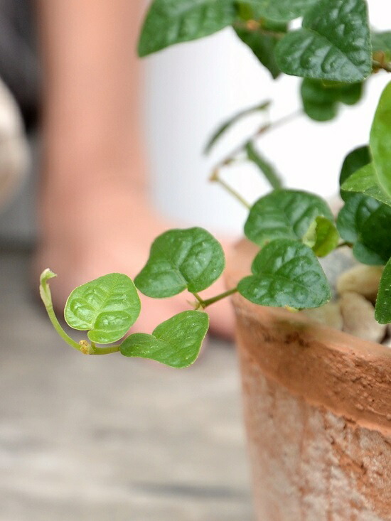 プミラ グリーン葉 茶葉色 モスポット 円柱パターン 瀬戸物されこうべ 生まれながら砕石 フィカスプミラ 土目かくし 緑プミラ つる地植物 鉢植え 鉢 素焼 テラコッタ 茶 茶色 循環 丸形貌 貨物輸送無料 育て人称凝乳 Doorswindowsstairs Co Uk プミラ グリーン葉 茶葉色 モスポット 円柱パターン 瀬戸物されこうべ 生まれながら砕石 フィカスプミラ 土目かくし 緑プミラ つる地植物 鉢植え 鉢 素焼 テラコッタ 茶 茶色 循環 丸形貌 貨物輸送無料 育て人称凝乳 Doorswindowsstairs Co Uk