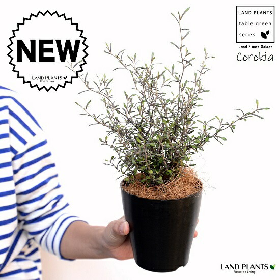 楽天市場】【現品発送】クサントロエア ブラックボーイ 6号 苗木【FA