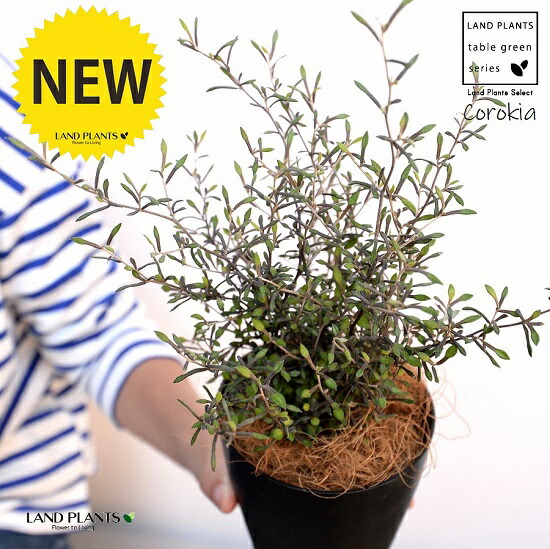 楽天市場】【現品発送】クサントロエア ブラックボーイ 6号 苗木【FA