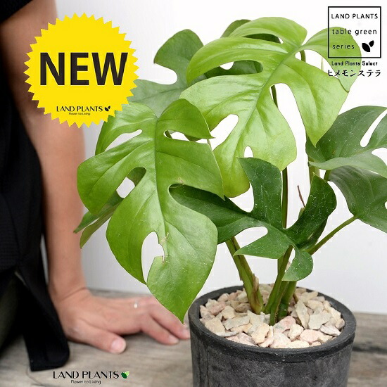 ヒメモンステラ 人外色 モスポット 円柱類 テラコッタ碗 鉢植え 素焼 Mosspot 苗 苗木 ミニモンステラ 観葉草木 黒 黒ん坊 灰分 薄墨 銭 送料無料 Foxunivers Com