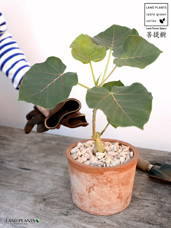 フィカス ペティオラリス 茶色 モスポット シリンダー型 陶器鉢 天然砕石 赤ウンべ 赤ウンベラータ フィカスペティオラリス 鉢植え 鉢 素焼 テラコッタ 茶 ブラウン 丸 丸形 観葉植物 植物 送料無料 育て方カード Educaps Com Br