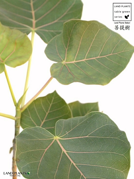 お試用 フィカス ペティオラリス 4号 白 プラスチック植木鉢 バークチップ 赤みウンべ 赤ウンベラータ フィカスペティオラリス プラ鉢 苗 若木 白 白いこと マネー 4分厘 12cm 観葉草木 植物 Afic Association Org
