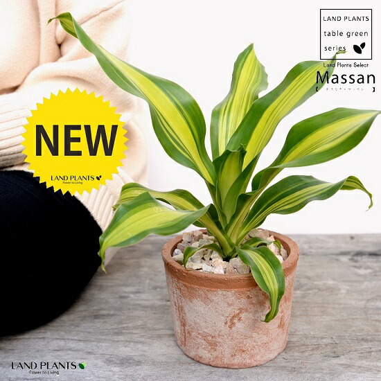 ドラセナ マッサン バックボーンなし 茶色色 モスポット シリンダー作風 瀬戸もの器 飾らずに砕石 マッサンゲアナ 嬉しいの高木 シマセンネンボク鉢植え 鉢 素焼 テラコッタ 茶 銅色 足 丸形容 観葉植物 植物 送料無料 Hotjobsafrica Org