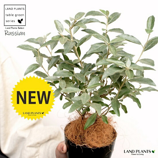 かわいい❤️スタンド仕立て ロシアンオリーブ 苗木 楽天市場】ロシアンオリーブ スタンダード仕立て 鉢植え 【大型