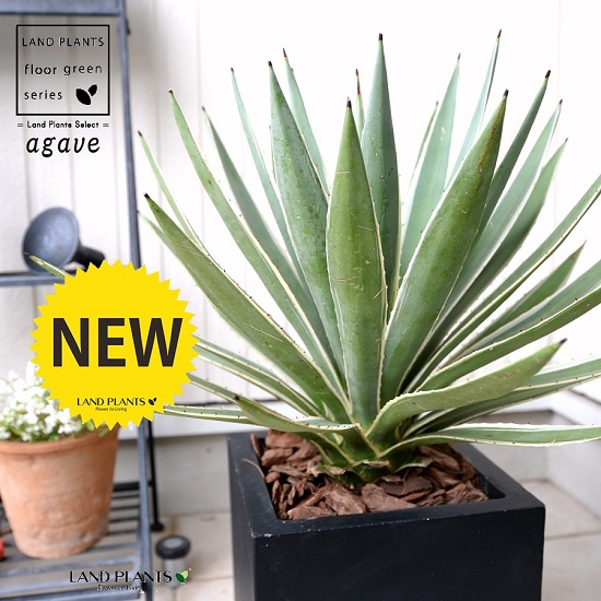 楽天市場】アガベ ハクセンコウ 7号（0721） インテリア オシャレな