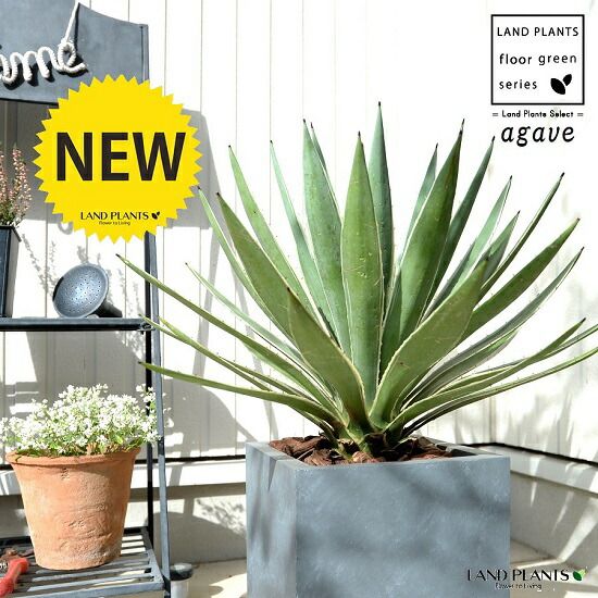 楽天市場】☆【現品・現物】アガベ・フレキスピナ （アガベ