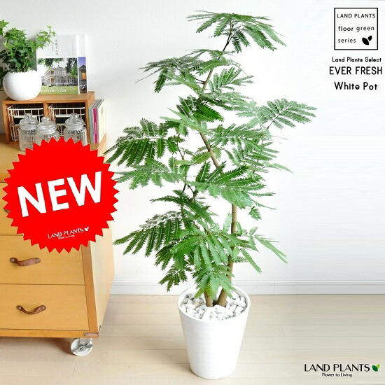 楽天市場】観葉植物「エバーフレッシュ(アンティークポット)」 日比谷