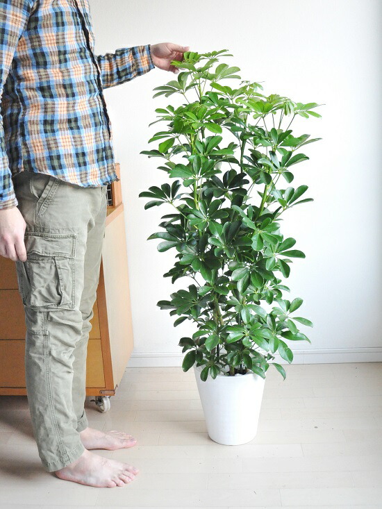 シェフレラ ホンコンパンヤ 白み セラアートしゃれこうべ カポック 香港 室外 敬老の日時 落ち消化 観葉植物 Hotjobsafrica Org