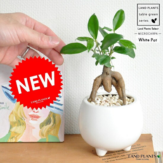 [専用出品]がじゅ丸 1220_desc_7.jpg