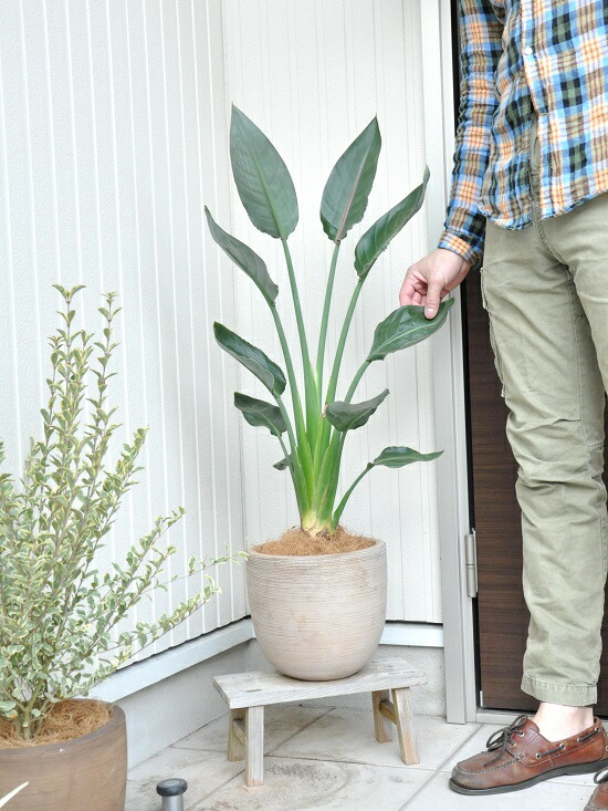 バルコニスト 推奨item New ストレリチア レギネ 極楽鳥花 デザインの良いテラコッタの ストレチア ゴクラクチョウカ 楽ギフ のし 楽ギフ のし宛書 楽ギフ メッセ 楽ギフ メッセ入力 アジアングリーン Marcsdesign Com